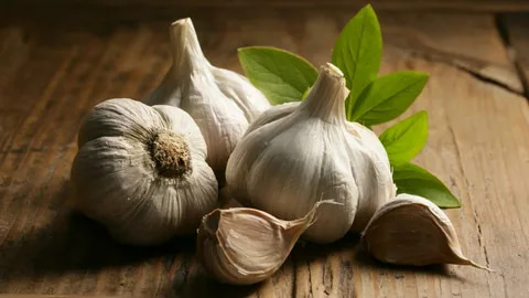 تصویر 2 از معرفی سیر خشک + بهترین قیمت خرید